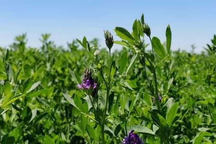 El principal polo productivo se ubica en el sur de Córdoba, donde se concentran alrededor de 600.000 hectáreas. También hay producción relevante en Buenos Aires, Santa Fe, Entre Ríos, La Pampa, Neuquén, Mendoza y Santiago del Estero
