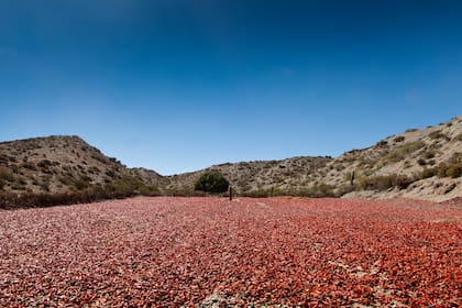 La alfombra de pimientos secándose al sol en Payogasta: este pueblo llegó a producir 40 toneladas de este fruto.