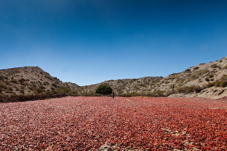 De Payogasta a Angastaco: la ruta del pimentón en Salta