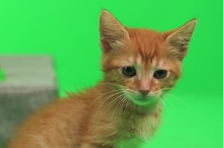 La clave de una buena nutrición felina: dieta con alto contenido de proteína y buena hidratación