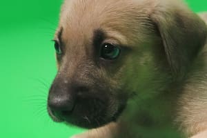 Claves para una buena alimentación en perros y su bienestar diario