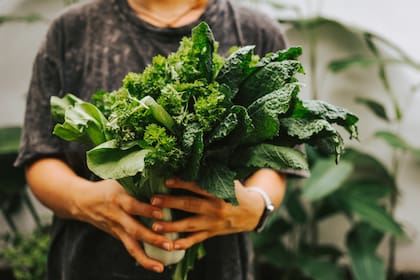 La alimentación no solo nutre: también modula la inmunidad, el metabolismo y la energía celular