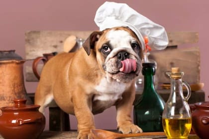 La alimentación para alcanzar el peso ideal de un perro depende de su raza, contextura y otros factores