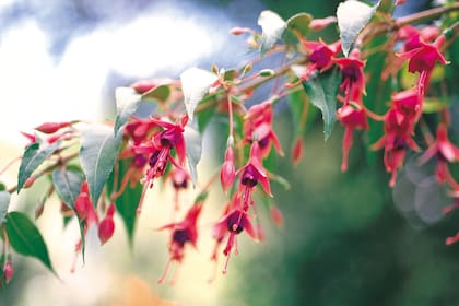 Aljaba o chilco, una planta nativa de los bosques patagónicos