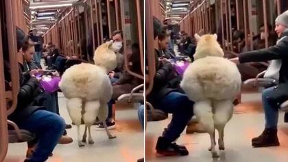 La alpaca dentro del vagón en el subte moscovita (Crédito: Departamento de Transporte y Desarrollo de Infraestructuras Viales de Moscú)