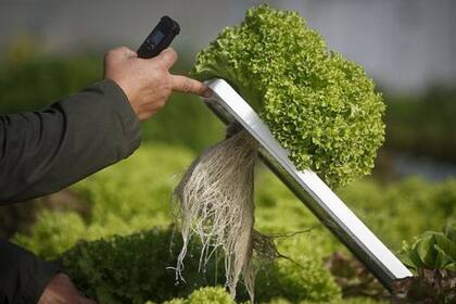 La alta tecnología ha permitido la expansión cultivos sin tierra