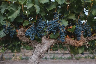 Reeditan una obra fundacional sobre el vino argentino