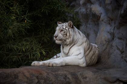 La anécdota de Daniel González sobre el tigre de bengala es imperdible