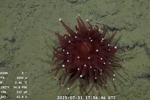 La anémona impactó a muchos usuarios del streaming