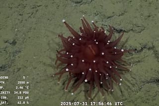 En qué sitio pasan el streaming del Conicet desde el fondo del mar hoy