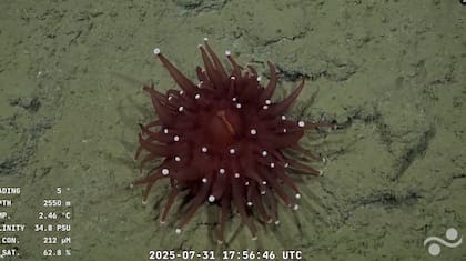 La anémona impactó a muchos usuarios del streaming