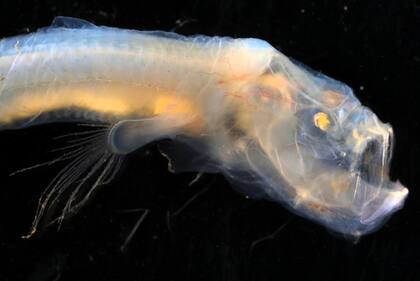 La anguila brosmio ciega