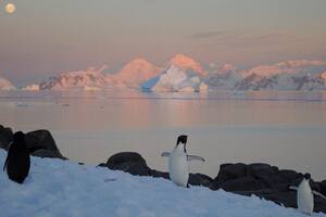 Temor entre los científicos por la posible llegada de la gripe aviar a la Antártida