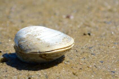 La antigua almeja recibió el apodo de Ming, ya que nació en 1499, cuando la dinastía Ming gobernaba China (desde 1368 hasta 1644)