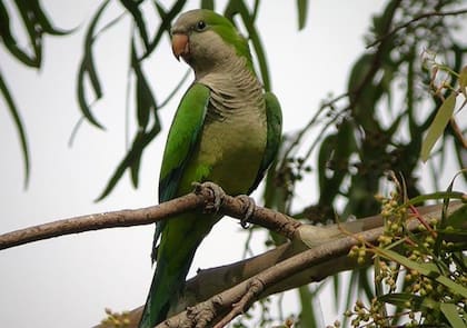La aparición de cotorras puede indicar un entorno favorable para las aves