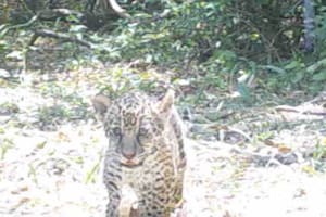 Confirmaron el nacimiento de un segundo yaguareté silvestre en El Impenetrable