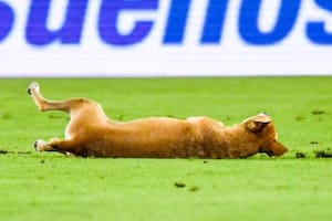 La aparición del perro en el partido enterneció a todos (Captura: @PlataformaALTO)