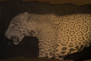Más de 3000 personas eligieron el nombre del nuevo yaguareté hallado en el Parque Nacional Río Pilcomayo