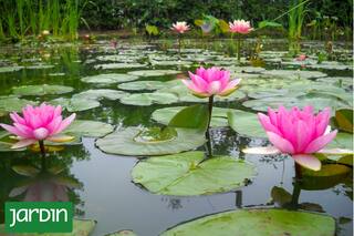 Son las hojas más esperadas: cómo cuidarlas y qué peces sumar al estanque para evitar los mosquitos