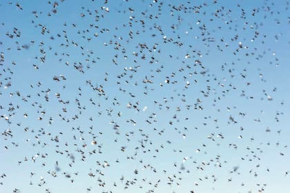 La aparición masiva de hormigas voladoras suele producirse en primavera, luego de un período de lluvias