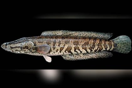 La apariencia de este pez que siembra la alarma en EE.UU.