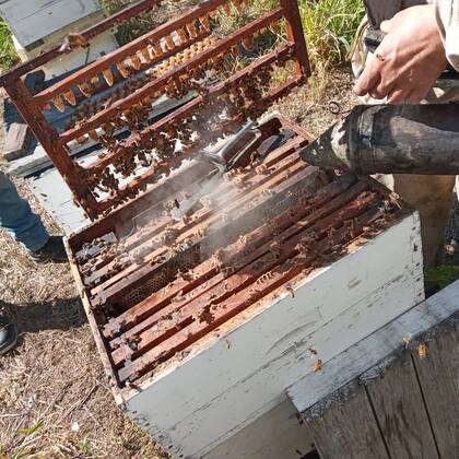 La apicultura es una de las actividades que realiza