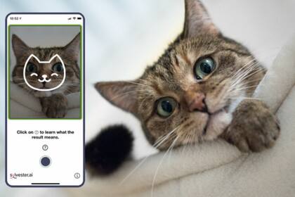 La aplicación analiza la posición de las orejas y la cabeza, el estrechamiento de los ojos, la tensión del hocico y cómo cambian los bigotes para detectar la angustia