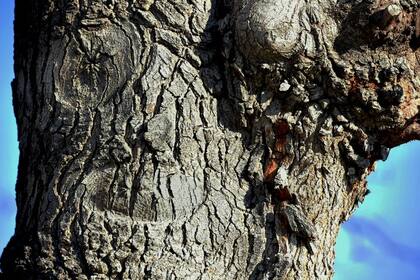 La apofenia consiste en percibir patrones y conexiones en datos aparentemente sin sentido