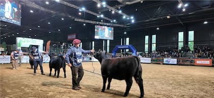La apuesta ganadera no se detiene: genética, remates millonarios y visión de futuro en la carne argentina