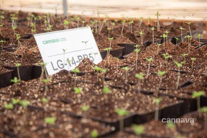 La apuesta jujeña es transformar la matriz productiva con el cannabis como eje