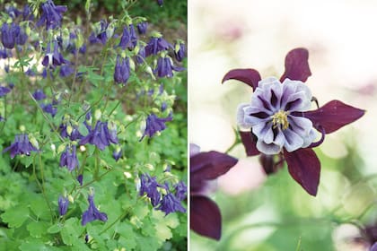 La Aquilegia vulgaris puede
presentarse con un único color
(izquierda) o combinados, como en el caso de la A. vulgaris forma doble (derecha).