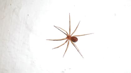 La araña de los cuadros (Loxosceles laeta) es una de las pocas especies de la Argentina cuyo veneno es peligroso para los seres humanos