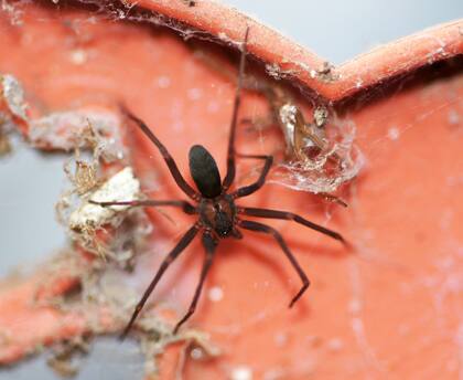 La araña de los rincones es muy tóxica y peligrosa; sin embargo, en pocas ocasiones sus picaduras resultan mortales