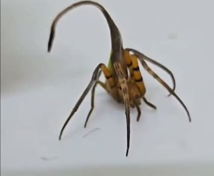 La araña fue identificada hace pocos años