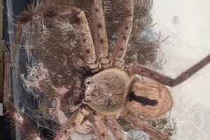 Video: ayudó a una araña a dar a luz a 200 crías y las adoptó como mascotas