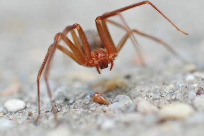La araña parda reclusa es temida por su veneno