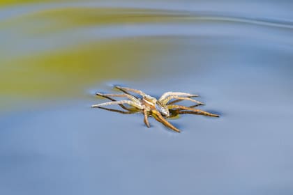 La araña pescadora caza a orillas de lagos (Dan LaVorgna)