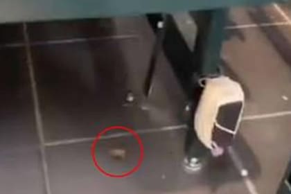 La araña se desprendió de un paquete de bananas y caminó por debajo de las góndolas del supermercado Tesco, en Gran Bretaña