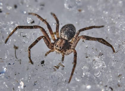 La araña venenosa pescadora mide hasta 15 cm (Pexels)