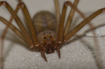 La araña viuda marrón es una especie invasora urbana.