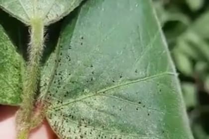 La arañuela roja se instala en el envés de las hojas
