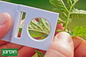 Cómo detectar y frenar la arañuela roja antes de que debilite tus plantas