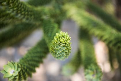 La araucaria es flora nativa en la zona.