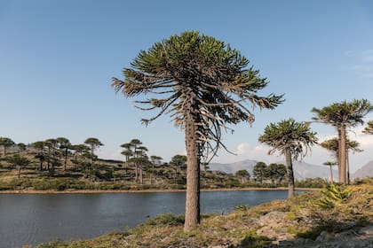 La araucaria –o pehuén– crece en la Patagonia desde tiempos inmemoriales.