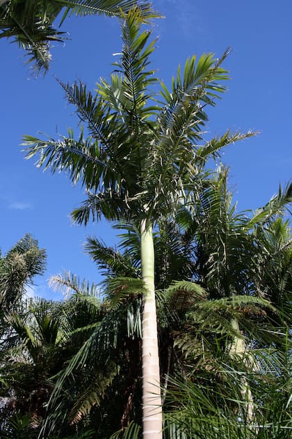 La Archontophoenix alexandrae alcanza los 30 metros de altura, pero puede funcionar en maceta si recibe luz brillante.