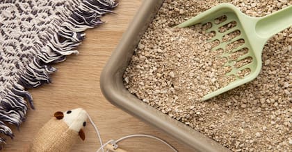 La arena para gatos puede utilizarse para absorber la humedad de ciertos rincones de la casa