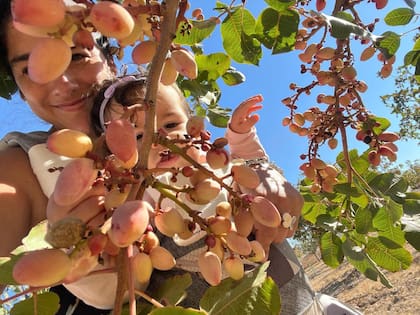La Argentina comenzó a posicionarse como un jugador emergente. La contraestacionalidad respecto de los principales productores globales habilita ventanas comerciales estratégicas