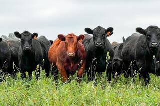 ¡Ganaderos, a las cosas, a las cosas!