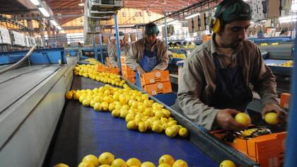 La Argentina empezará a exportar limones a México por primera vez en su historia