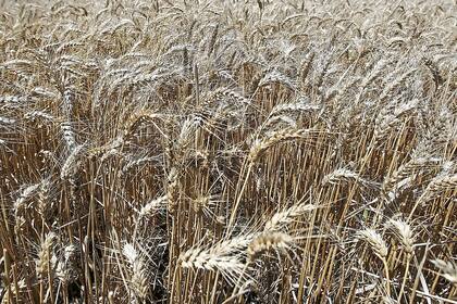 La Argentina es el principal proveedor del cereal a Brasil